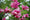 Image to render