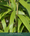 Image to render