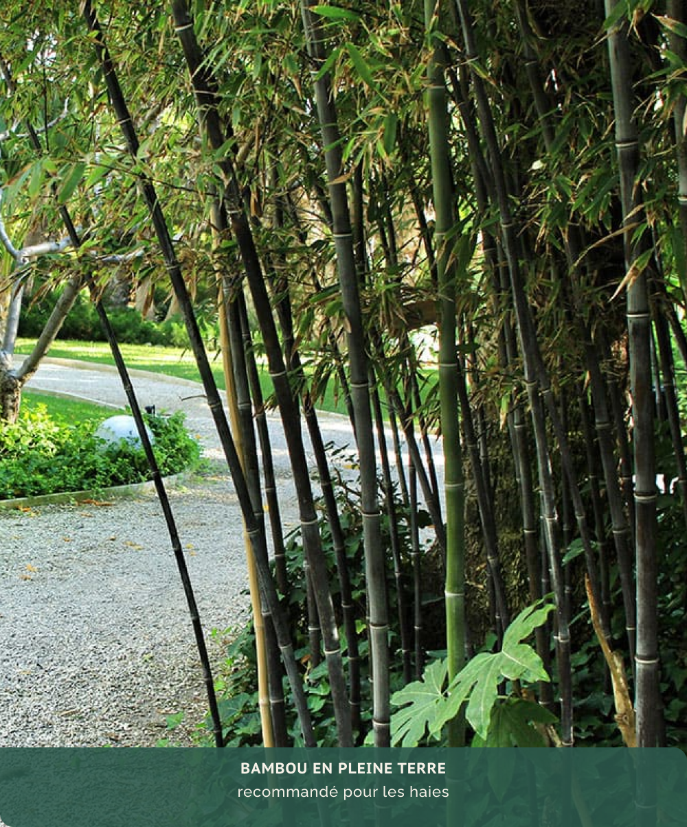 Bambou Phyllostacys - Plante d'extérieur