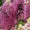 Image to render