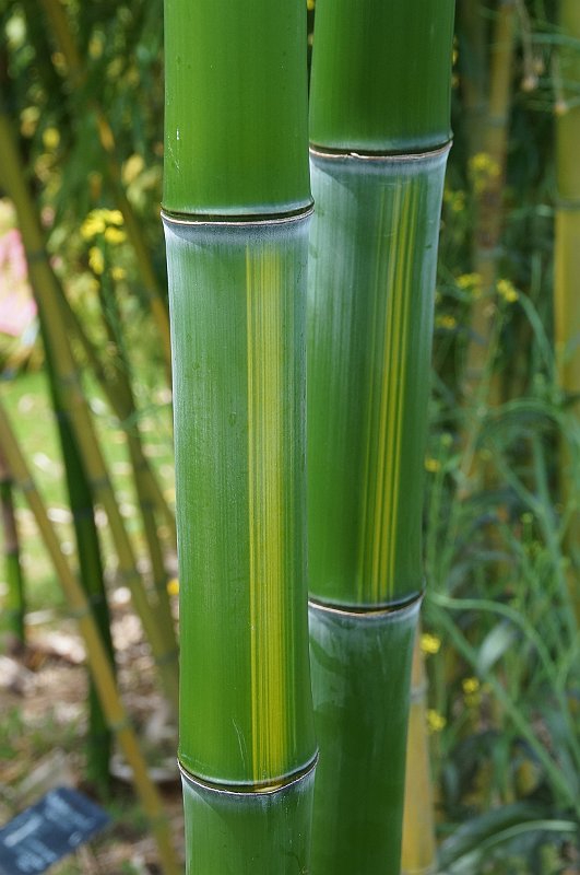Bambou Vivax Huangwenzhu