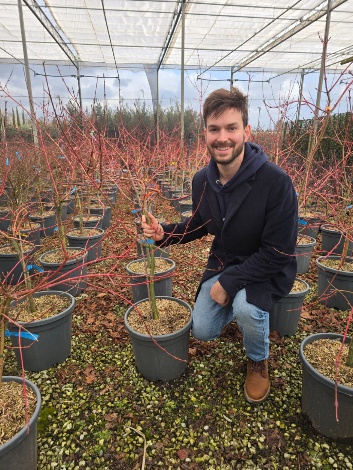 Acer conspicuum Red Flamingo