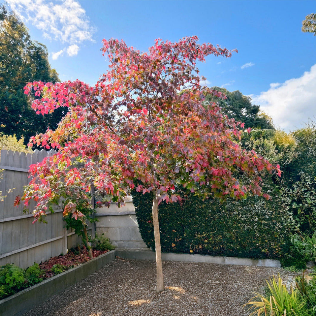 Acer conspicuum Red Flamingo