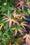 Image to render