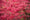 Image to render