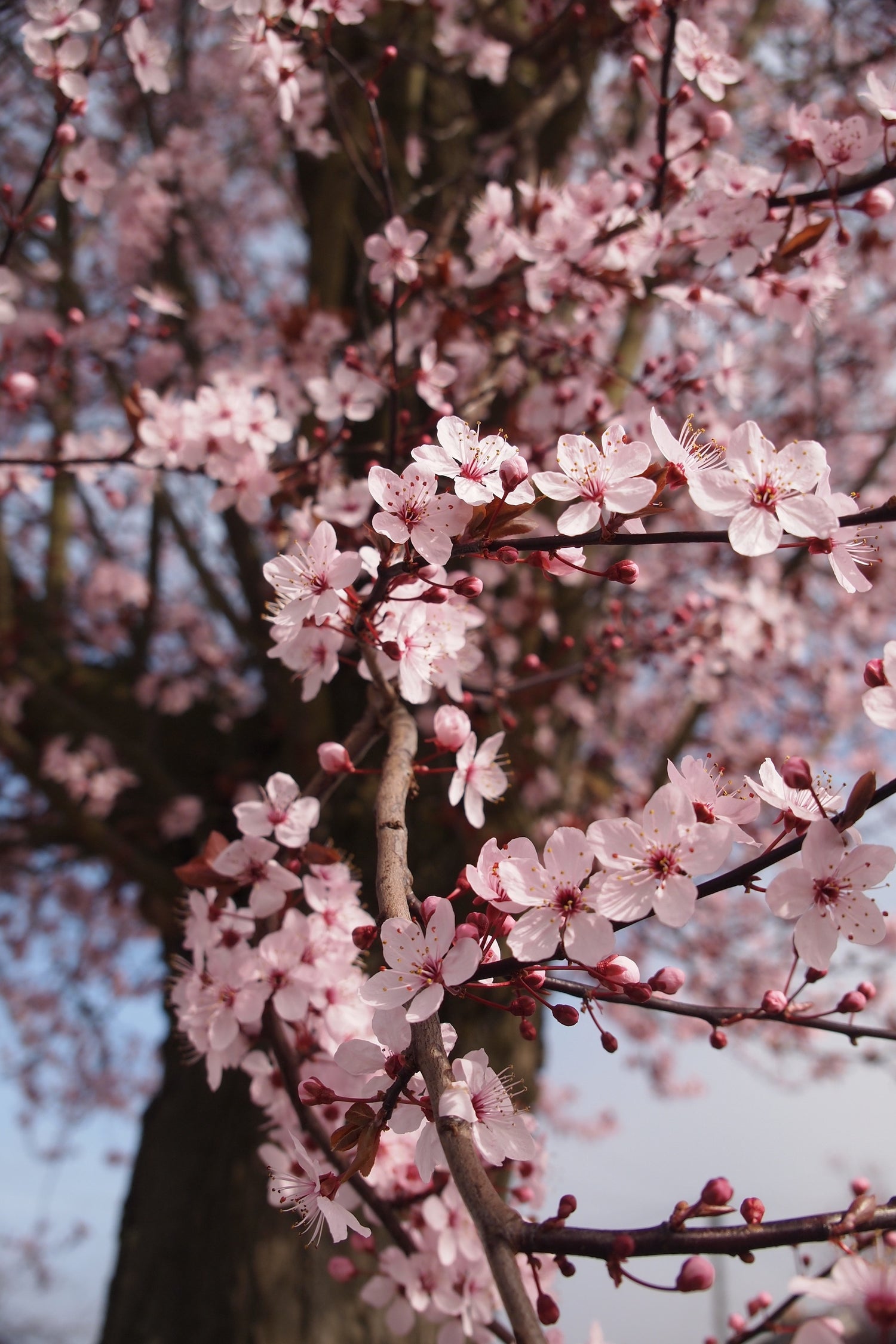 Quelles différences entre ces cerisiers à fleur ? – La Bambouseraie de Paris