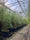 Image to render