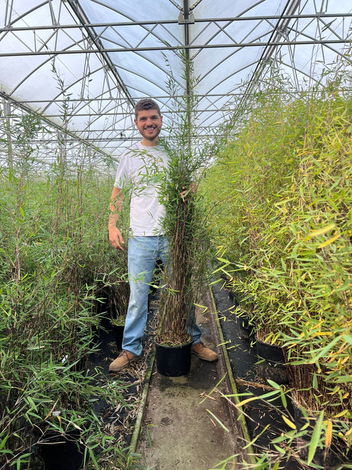 Bambou Fargesia Deep Purple