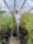 Image to render