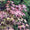 Image to render
