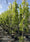 Image to render