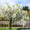 Image to render