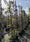 Image to render