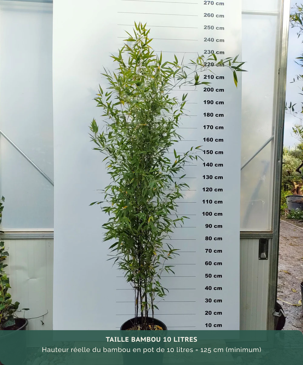 Bambou Phyllostachys 350/400 cm pot de 50 litres