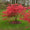 Image to render