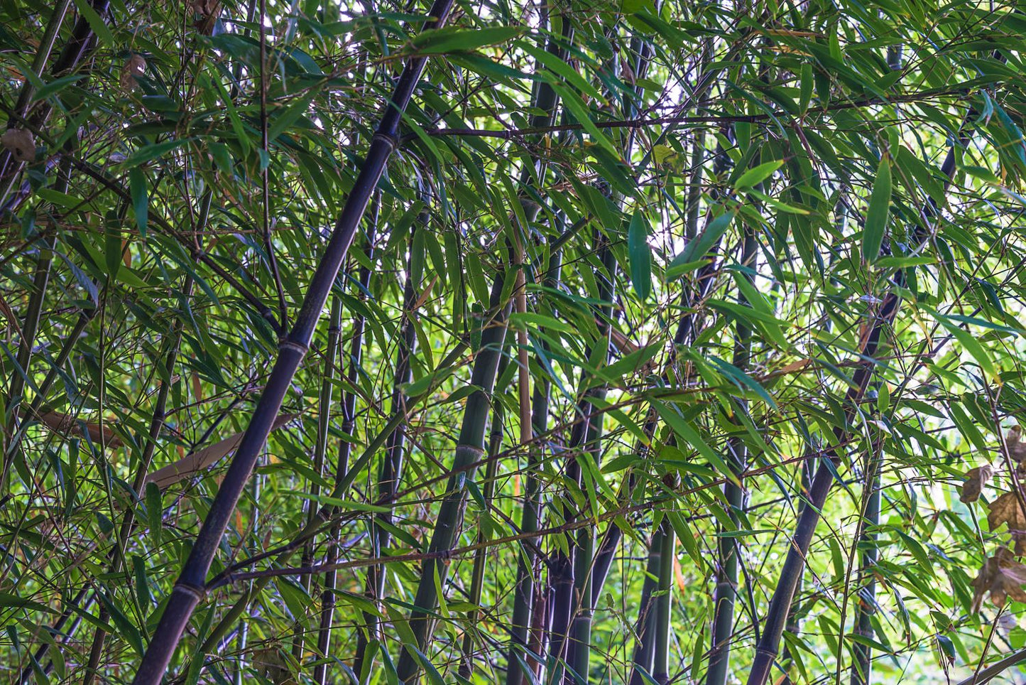 Bambou (Phyllostachys) Nigra