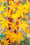 Image to render