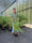 Image to render