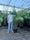 Image to render