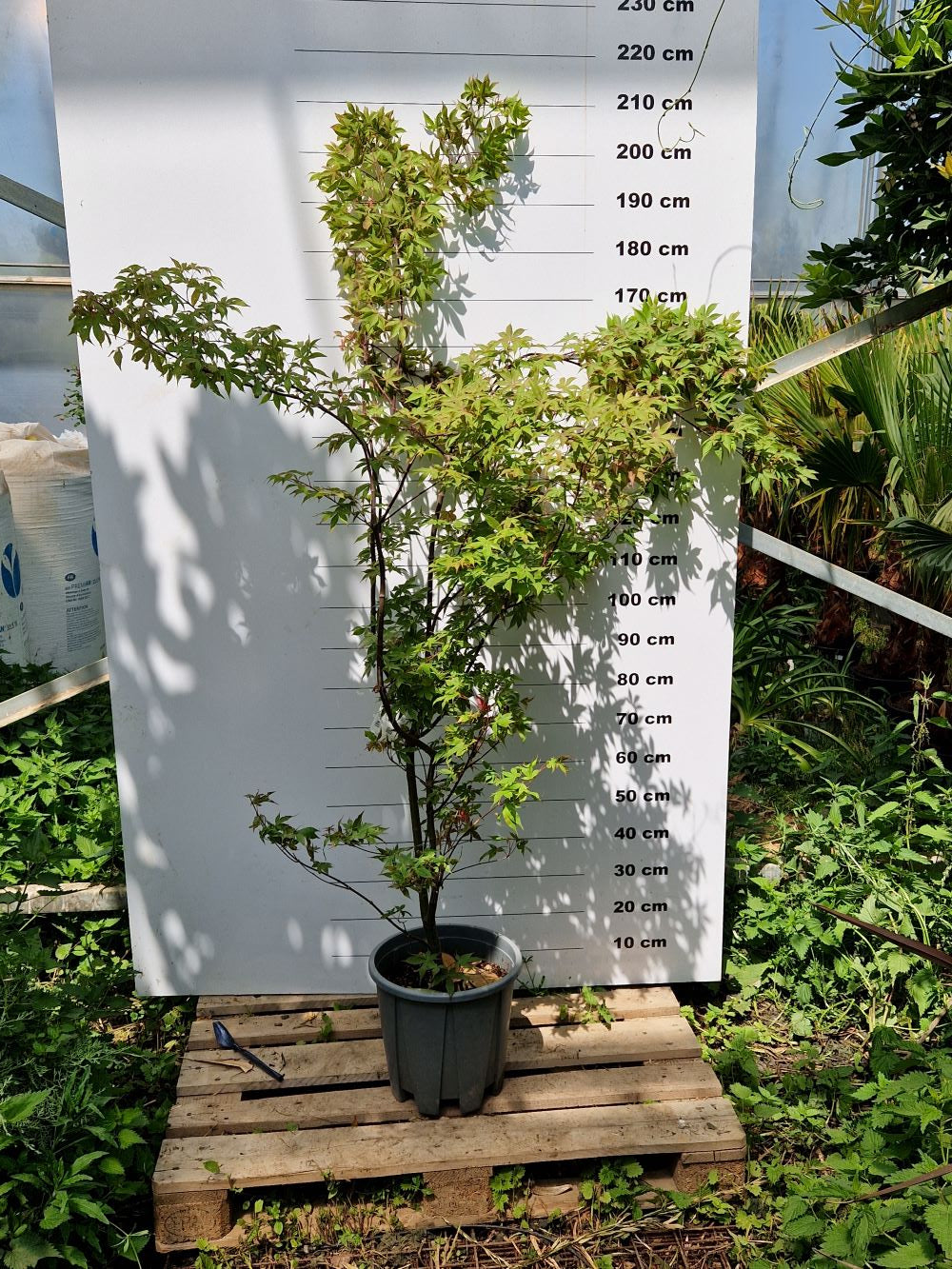 Acer Palmatum Osakazuki