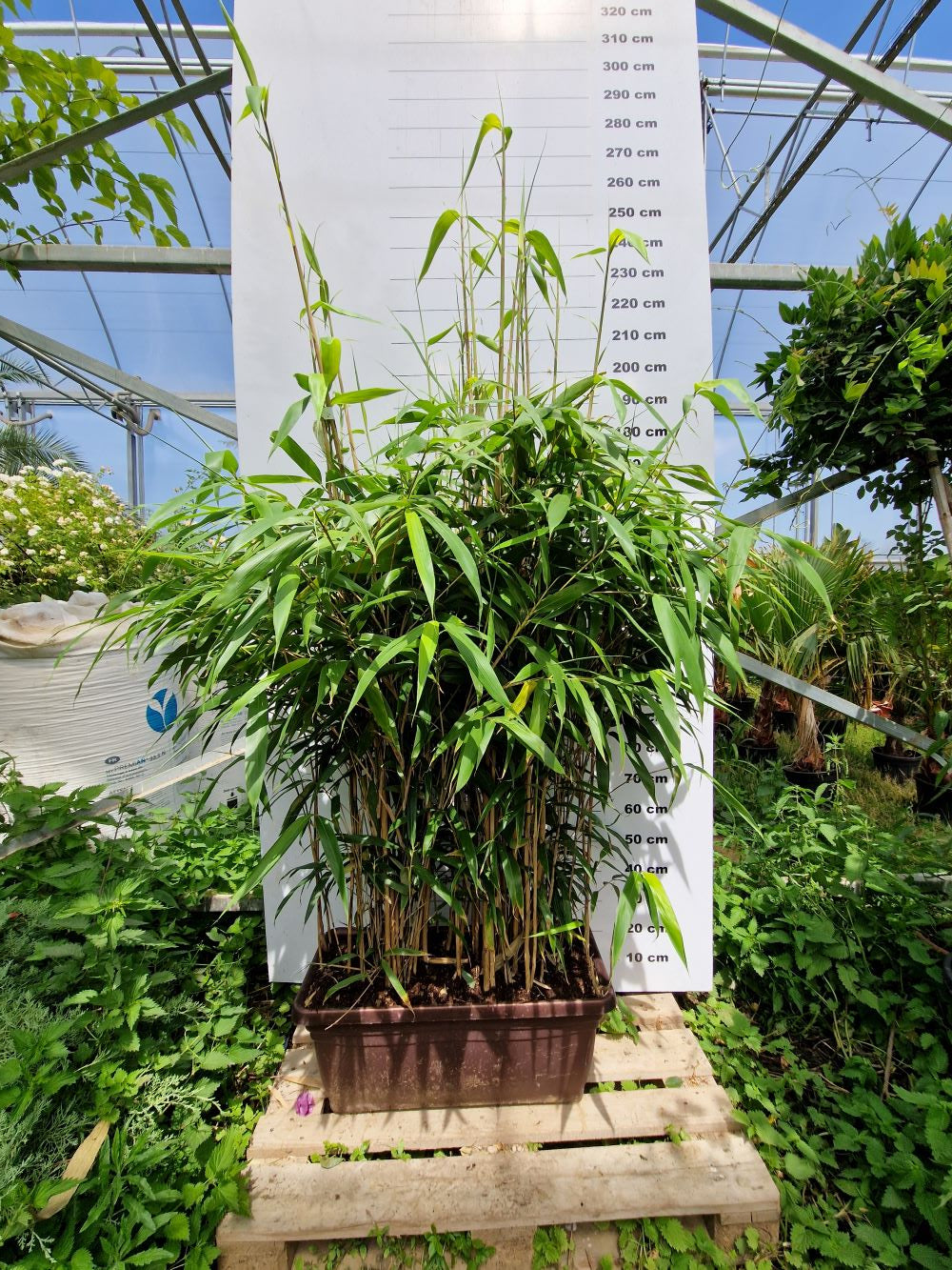 Bambou Metake (Arundinaria Japonica)