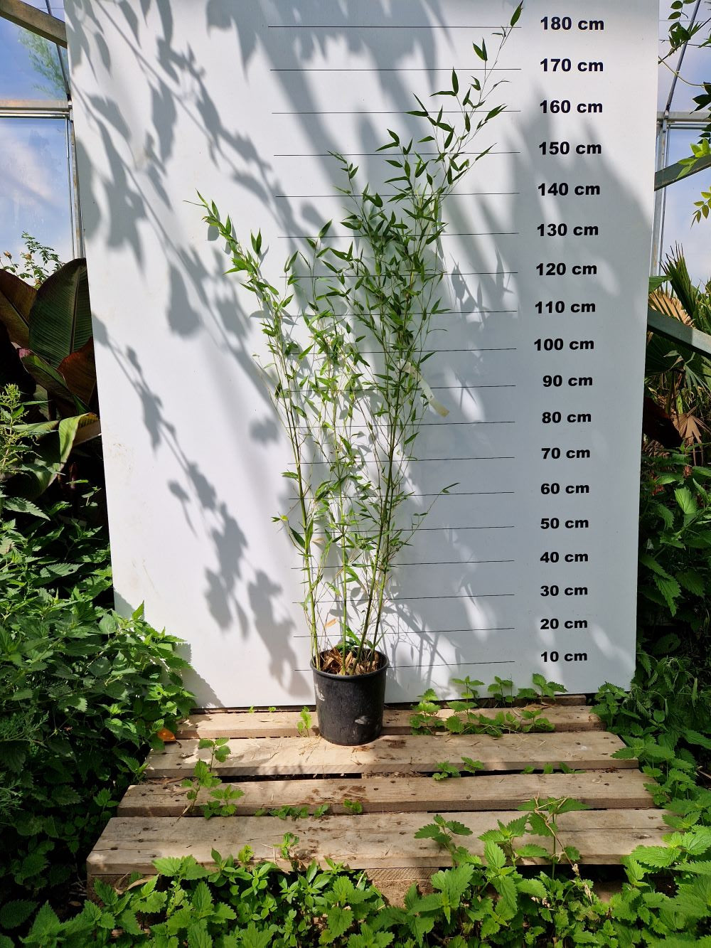 Bambou (Phyllostachys) Bissetii