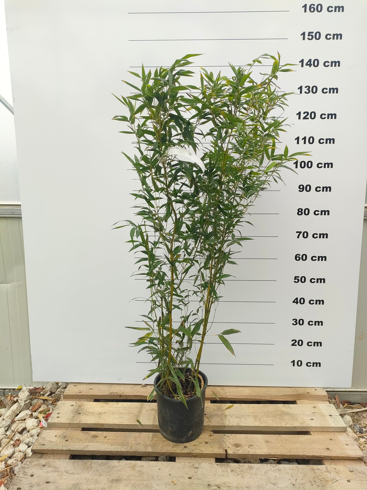 Bambou (Phyllostachys) Aureosulcata Aureocaulis