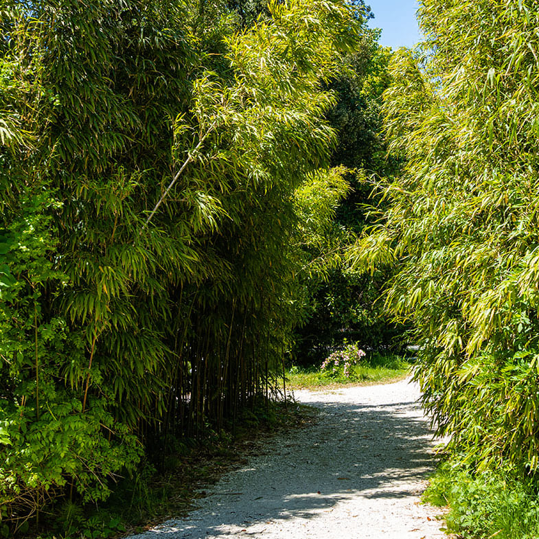 Bambou (Phyllostachys) Aureosulcata Aureocaulis – La Bambouseraie