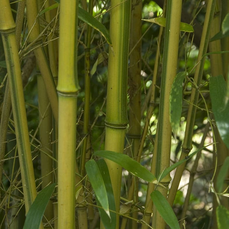 Bambou (Phyllostachys) Aureosulcata Spectabilis