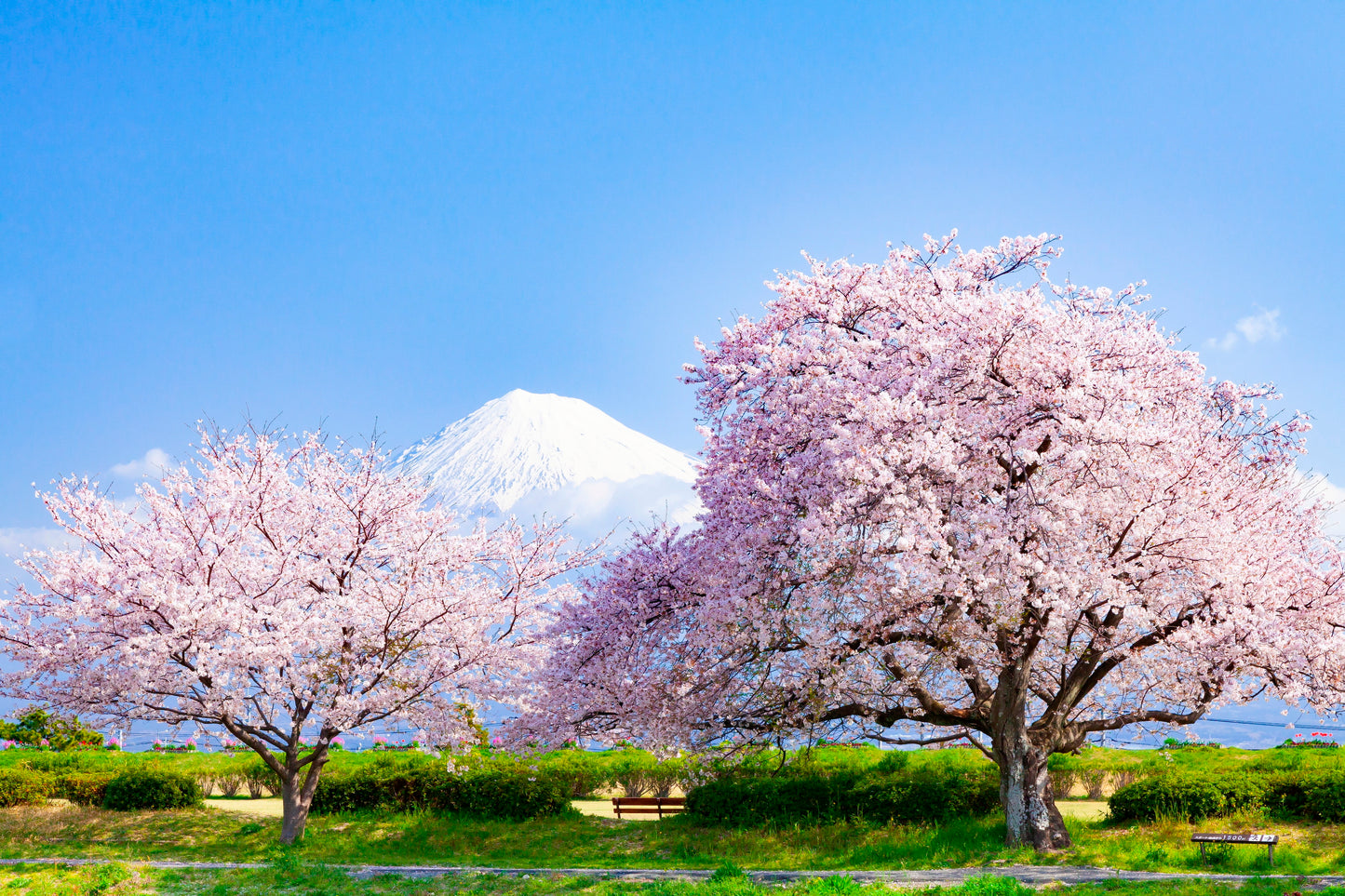 Cerisier Japonais à Fleurs (Kanzan)
