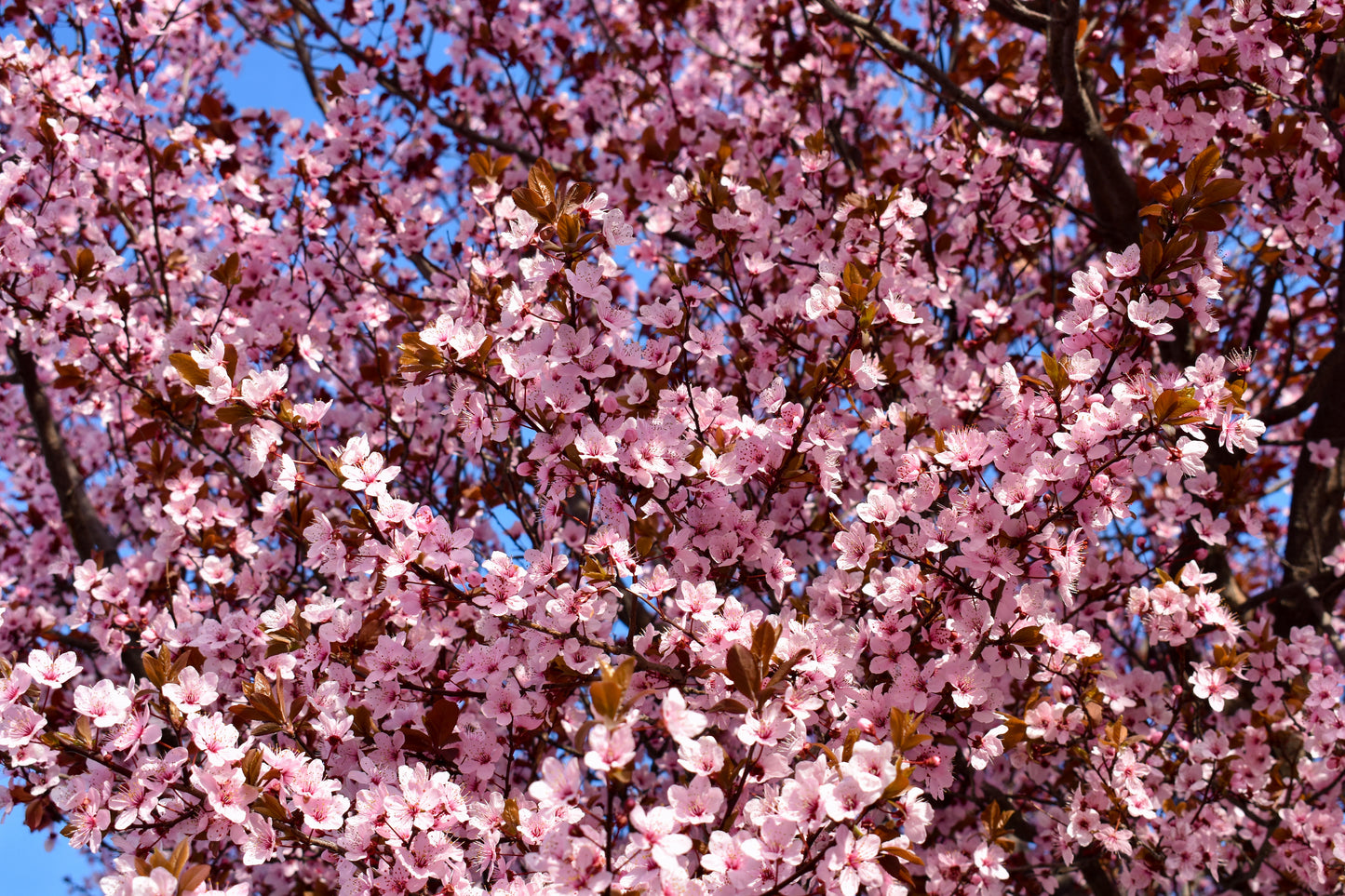 Cerisier à Fleurs Pissardii