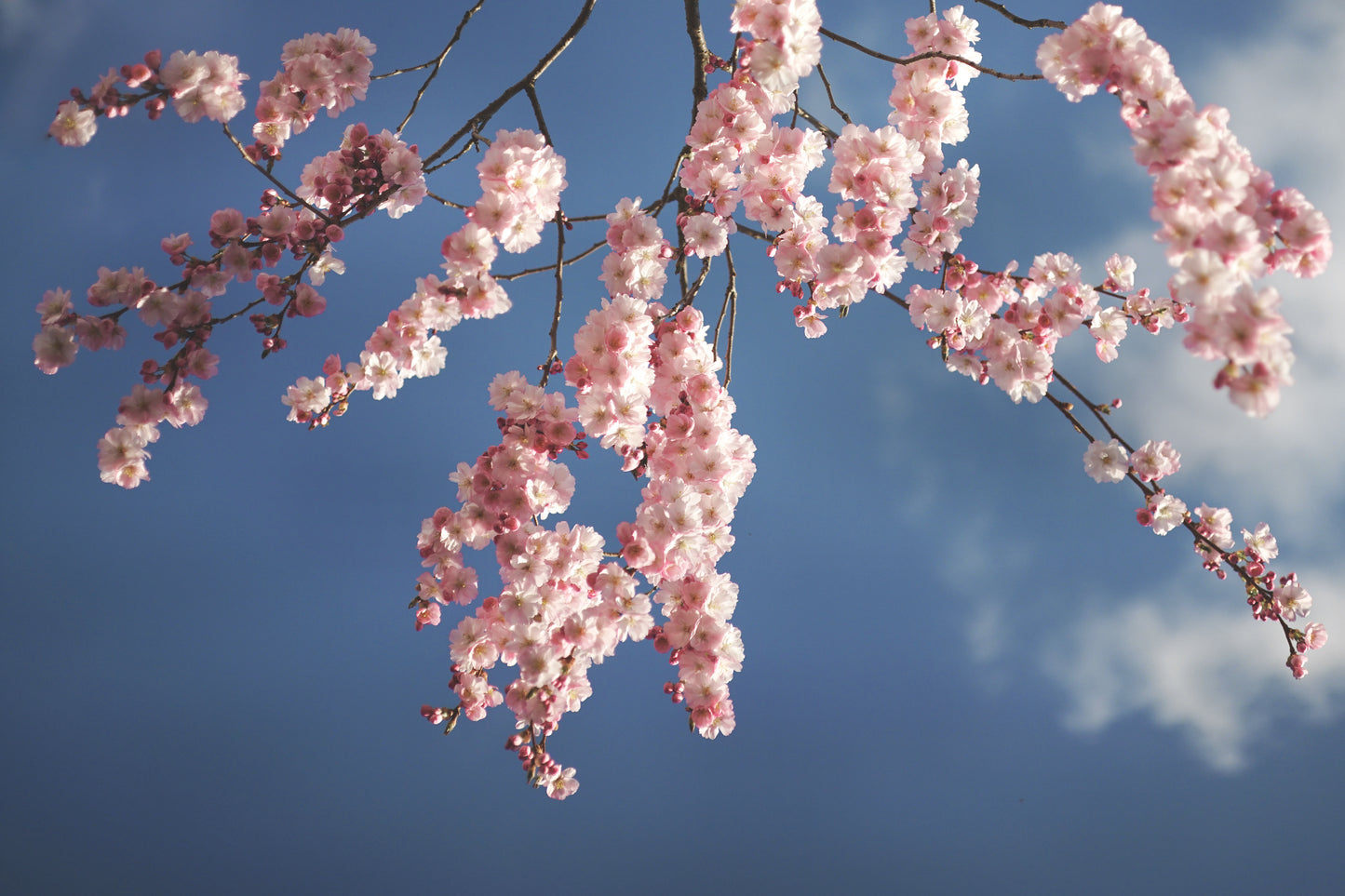 Cerisier Japonais à Fleurs (Kanzan)