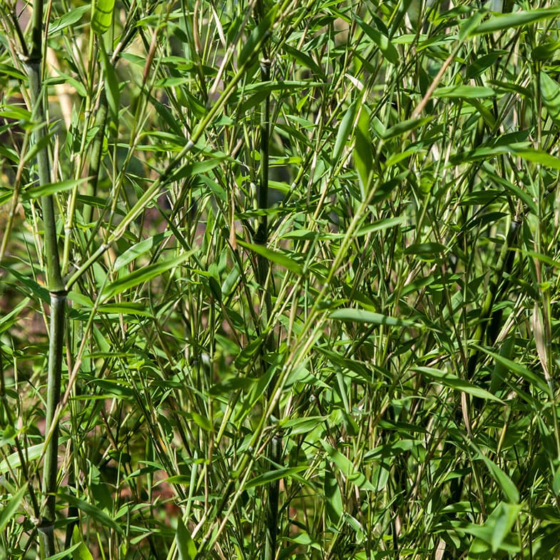 Bambou (Phyllostachys) Bissetii