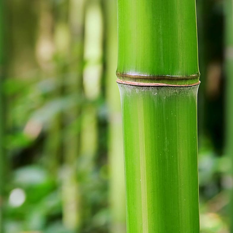 Bambou vert - Phyllostachys bissetii