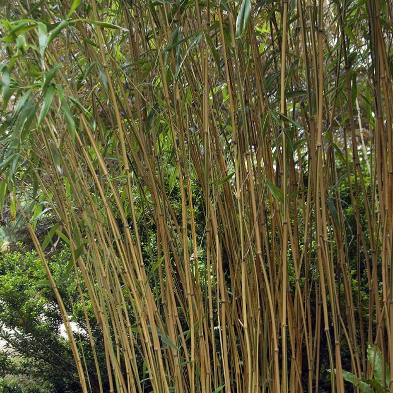 Bambou Fastuosa