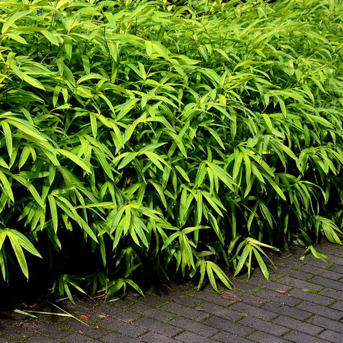 Bambusa Nana (Pleioblastus Pumilus)