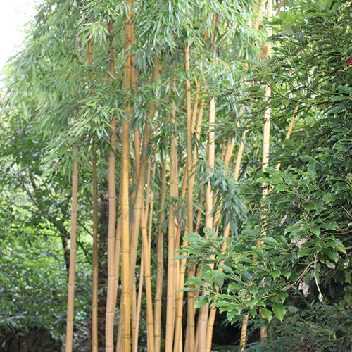 Bambou Vivax Aureocaulis
