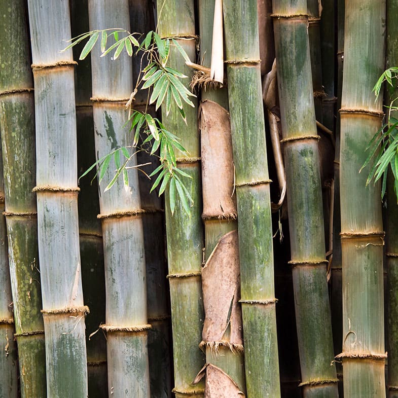 Bambou (Dendrocalamus) Gigantea