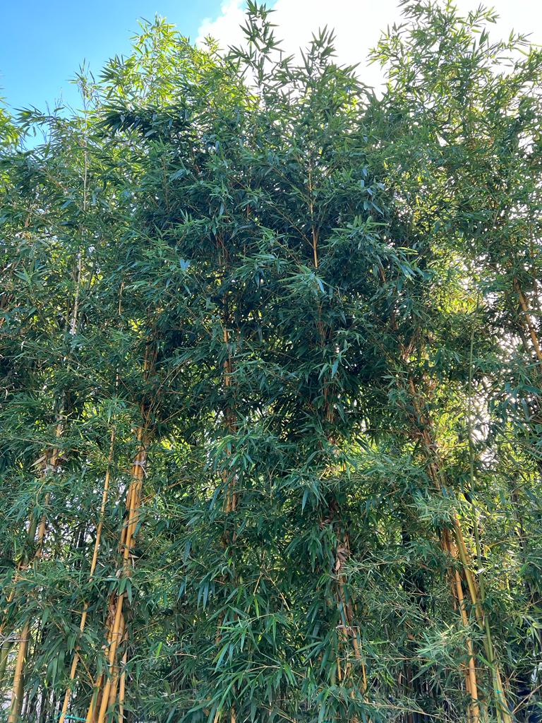 Bambou (Phyllostachys) Aureosulcata Spectabilis