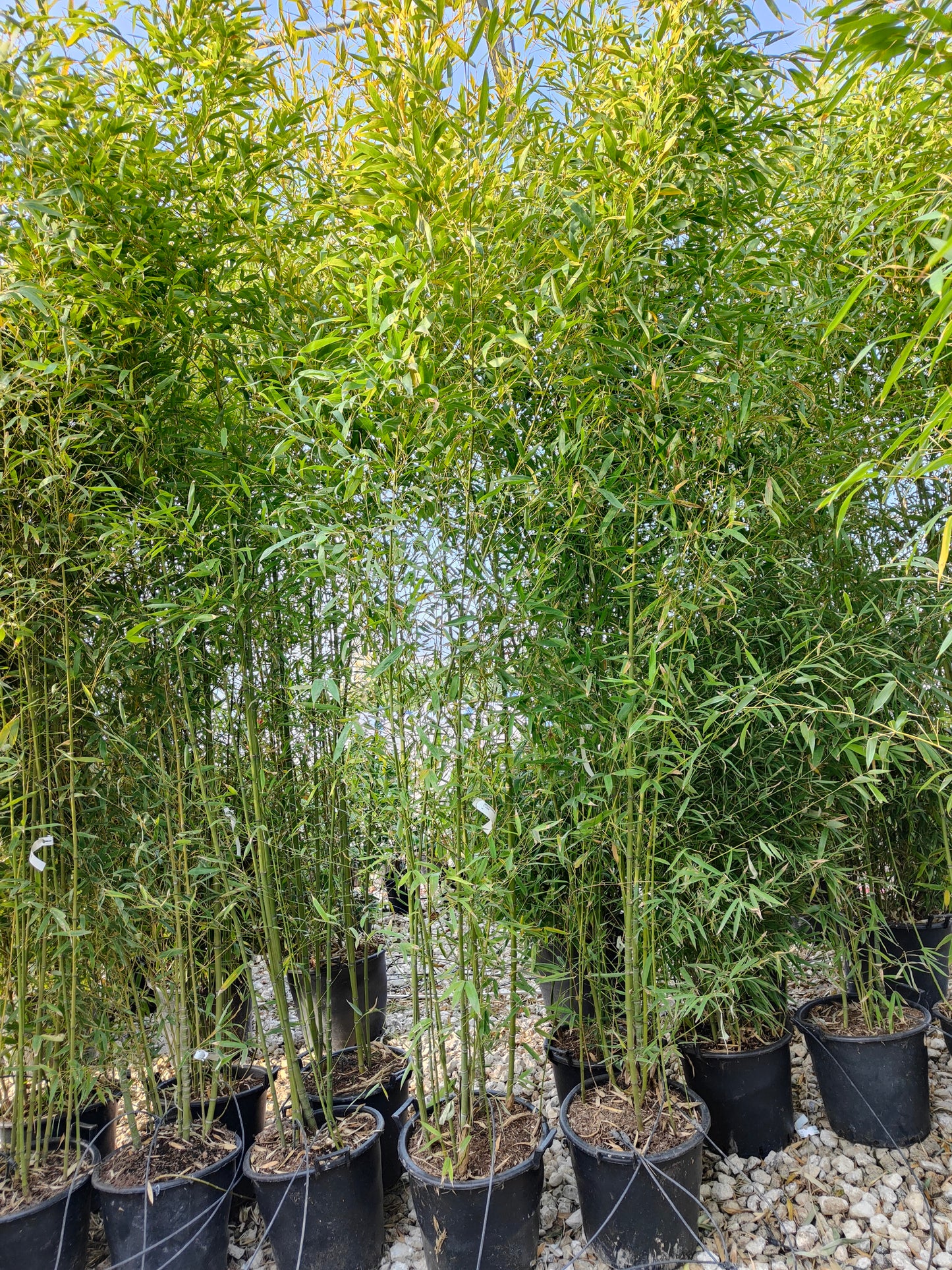Bambou (Phyllostachys) Aurea