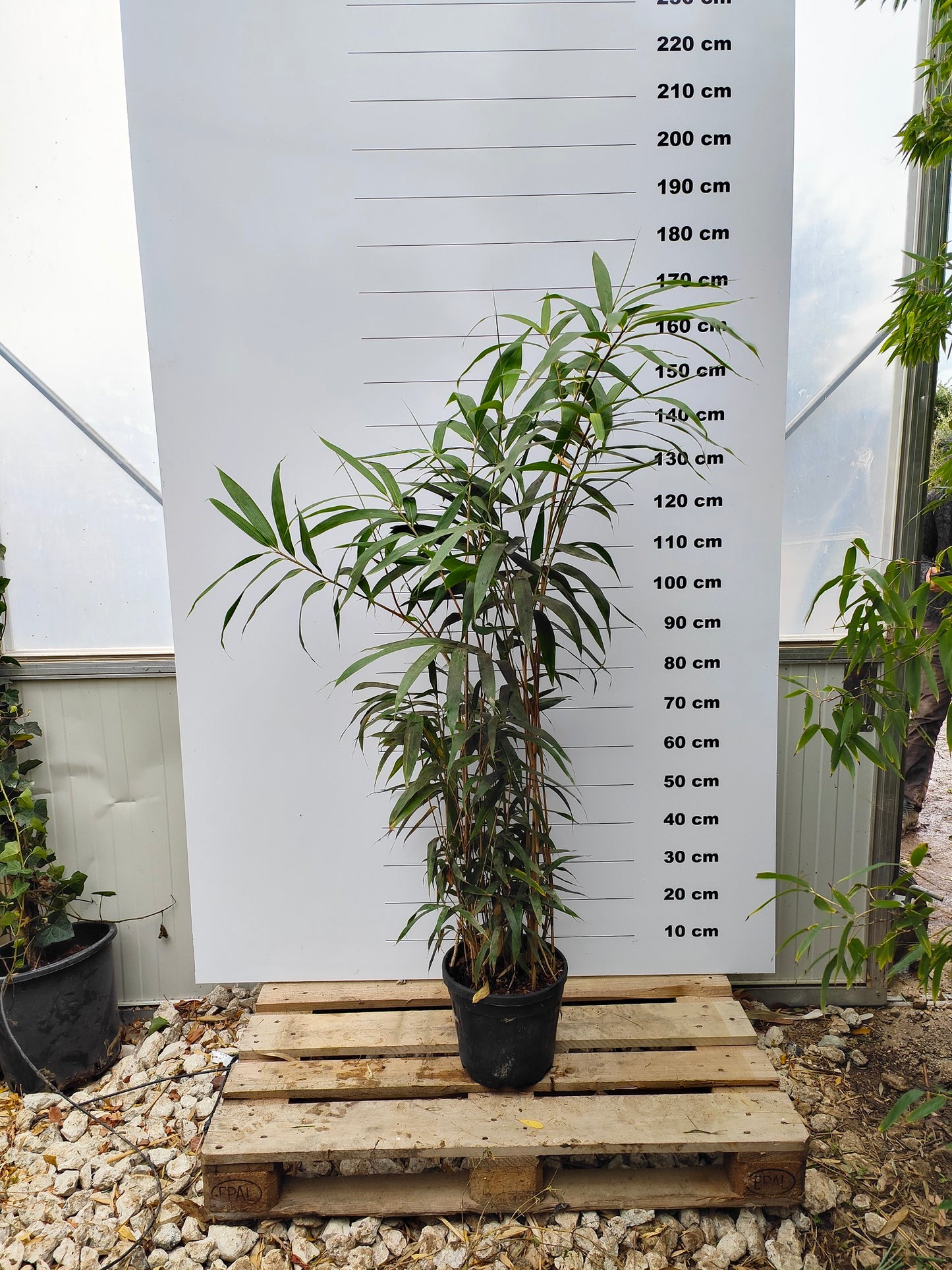 Bambou Metake (Arundinaria Japonica)