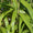 Bambou Metake (Arundinaria Japonica)