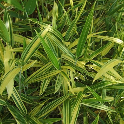 Bambusa Nana Variegata (Pleiob.For.Argenteom.)