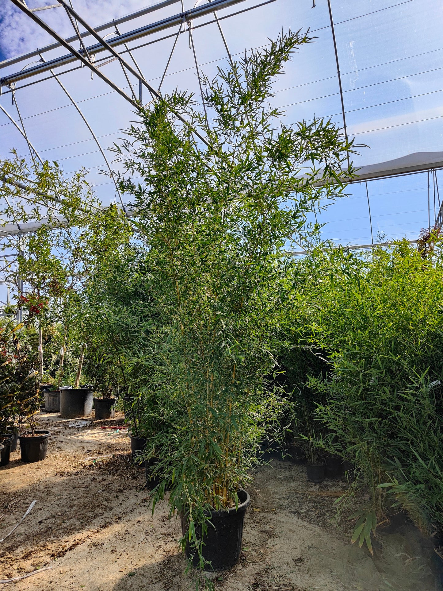 Bambou (Phyllostachys) Aurea