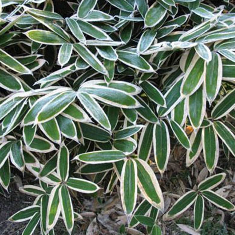 Bambusa Nana Longifolia (Sasa VeitchiiI)